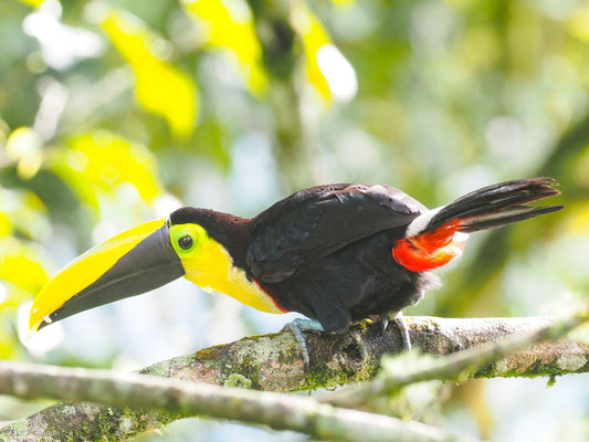 Küstentukan, Choco Toucan - Ramphastos brevis