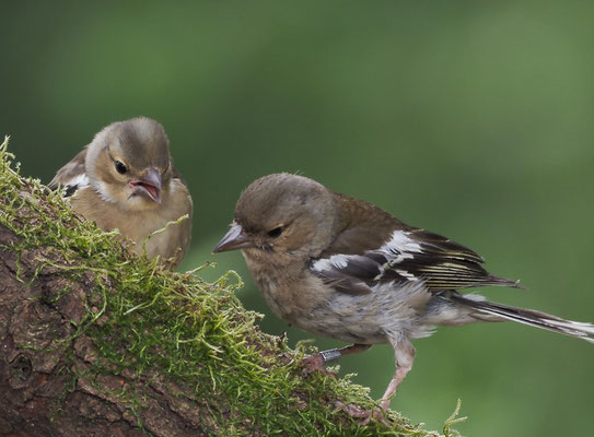 BUCHFINK, CHAFFINCH, FRINGILLA COELEBS