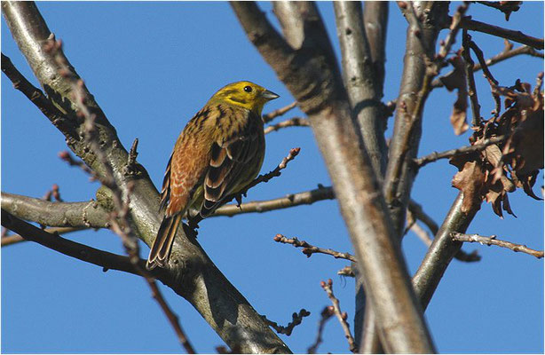 GOLDAMMER, YELLOWHAMMER, EMBERIZA CITRINELLA