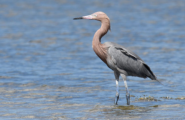 RÖTELREIHER, REDDISH EGRET, EGRETTA RUFESCENS