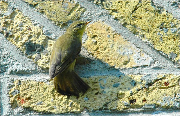 FITIS,  WILLOW WARBLER, PHYLLOSCOPUS TROCHILUS