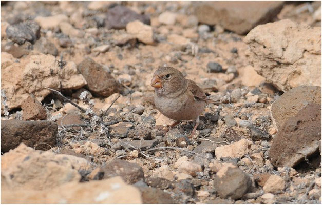 WÜSTENGIMPEL, TRUMPETER FINCH, BUCANETES GITHAGINEUS