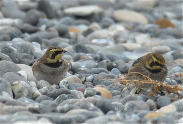 OHRENLERCHE, SHORE LARK (HORNED LARK), EREMOPHILA ALPESTRIS