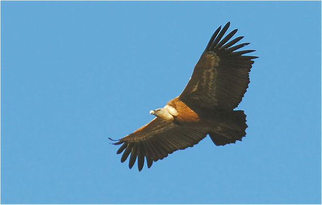 GÄNSEGEIER, GRIFFON VULTURE, GYPS FULVUS