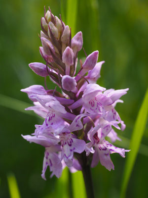 Geflecktes Knabenkraut
