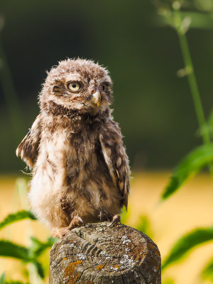 STEINKAUZ, LITTLE OWL , ATHENE NOCTUA