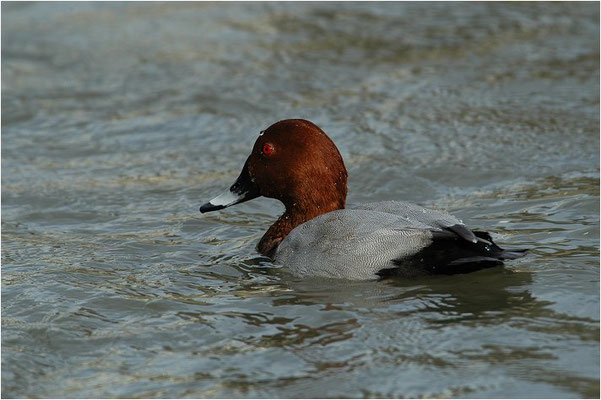 TAFELENTE, POCHARD, AYTHYA  FERINA