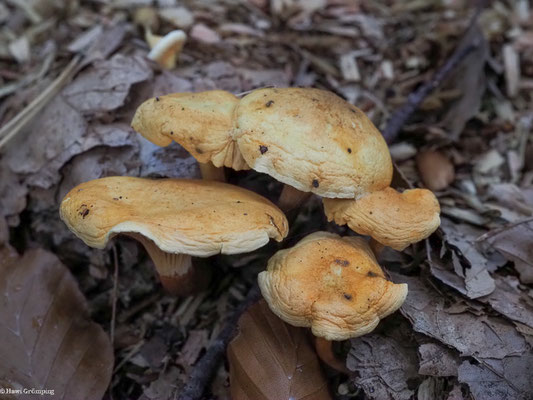 Falscher Pfifferling - Hygrophoropsis aurantiaca