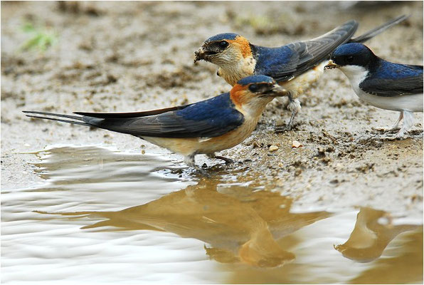 RÖTELSCHWALBE, RED-RUMPED SWALLOW, CECROPIS DAURICA