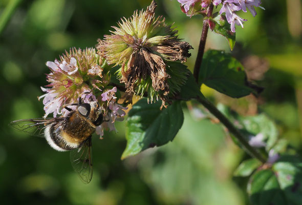 HUMMEL-KEILFLECKSCHWEBFLIEGE, ERISTALIS INTRICARIA