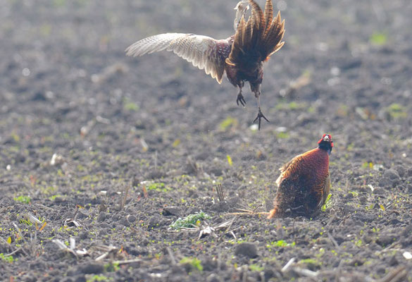 FASAN, COMMON PHEASANT, PHASIANUS COLCHICUS