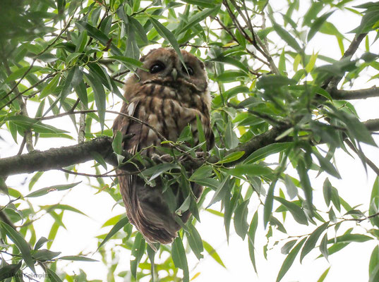 WALDKAUZ, TAWNY OWL, STRIX ALUCO