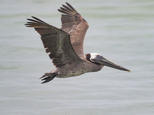 BRAUNER PELIKAN, BROWN PELICAN - PELECANUS OCCIDENTALIS
