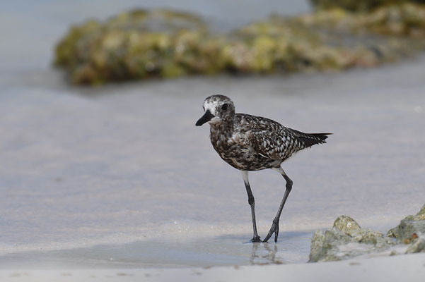 KIEBITZREGENPFEIFER, BLACK-BELLIED PLOVER, PLUVIALIS SQUATAROLA
