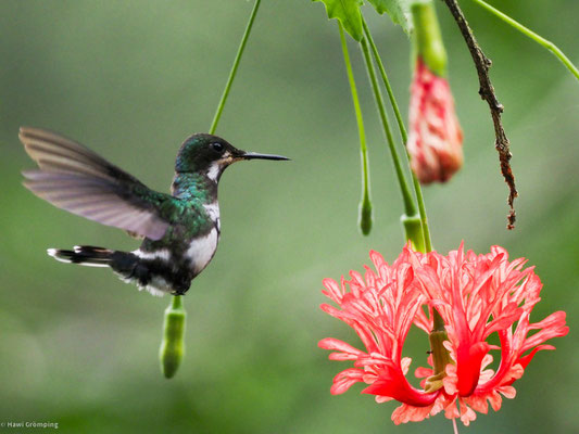Grüne Fadenelfe, Green Thorntail - Discosura conversii