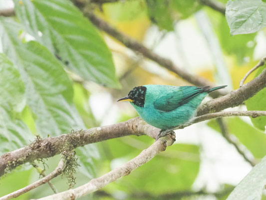 Kappennaschvogel, green honeycreeper - chlorophanes spiza