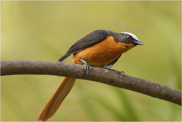 SCHUPPENKOPFRÖTEL, WHITE-CROWNED ROBIN-CHAT, COSSYPHA ALBICAPILLA