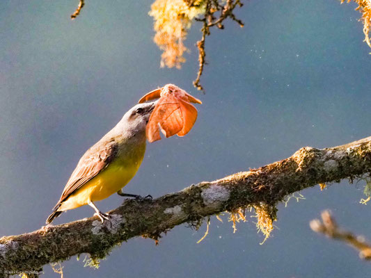 Trauertyrann, Tropical kingbird - Tyrannus melancholicus