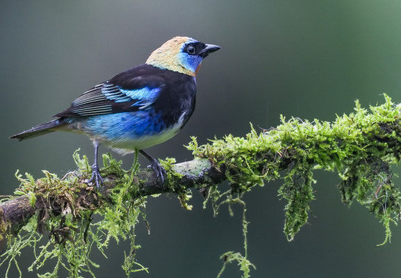 PUPURMASKENTANGARE, GOLDEN-HOODED TANAGER, TANGARA LARVATA