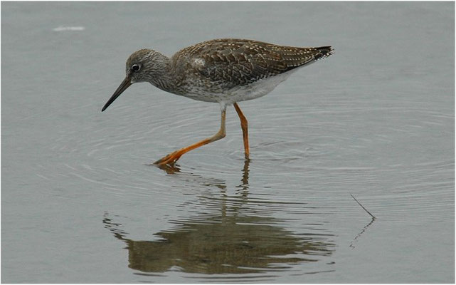 ROTSCHENKEL, COMMON REDSHANK, TRINGA TOTANUS