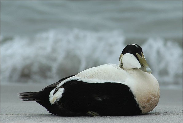 EIDERENTE, EIDER, SOMATERI MOLLISSIMA