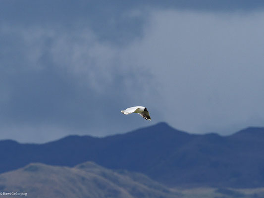 ANDENMÖWE, ANDEAN GULL -  CHROICOCEPHALUS SERRANUS