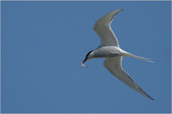 KÜSTENSEESCHWALBE, ARCTIC TERN, STERNA PARADISAEA