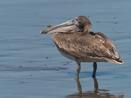 BRAUNER PELIKAN, BROWN PELICAN, PELECANUS OCCIDENTALIS