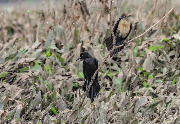 NICARAGUA-GRACKEL, NICARAGUAN GRACKLE, QUISCALUS NICARAGUENSIS