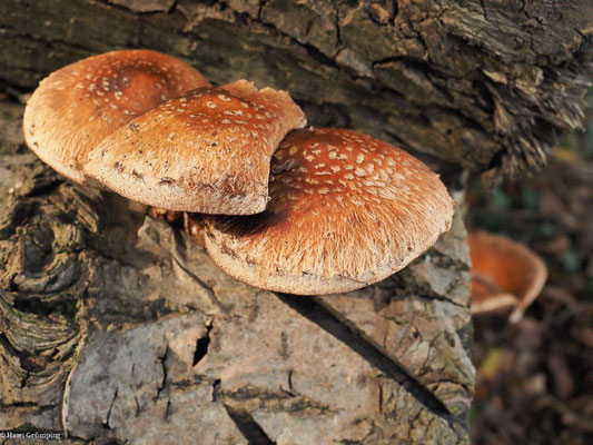 Pappel-Schüppling - Hemipholiota populnea