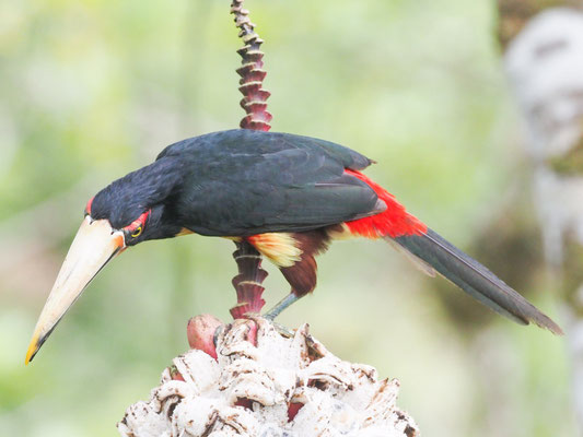 Hellschnabelarassari, , Pale-mandibled Aracari - Pteroglossus erythropygius
