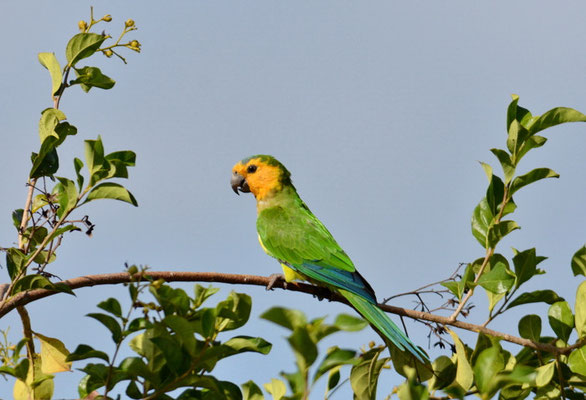 ST. THOMAS- SITTICH, BROWN-THROATED PARAKEET, ARATINGHA PERTINAX