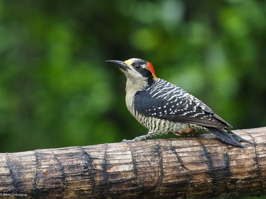 SCHLÄFENFLECKSPECHT, BLACK-CHEEKED WOODPECKER - MELANERPES PUCHERANI