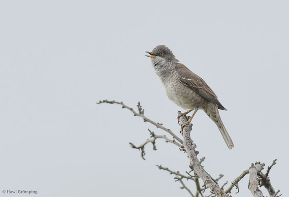 SPERBERGRASMÜCKE, BARRED WARBLER, SYLVIA NISORIA