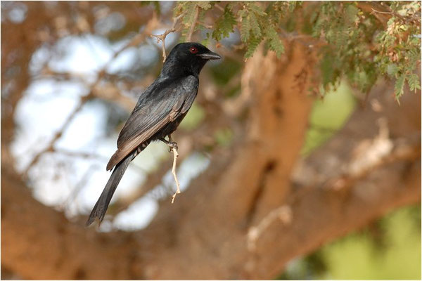 TRAUERDRONGO, FORK-TAILED DRONGO, DICRURUS ADSIMILIS