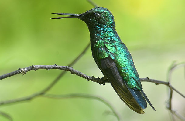 BLAUSCHWANZSMARAGDKOLIBRI, BLUE-TAILED EMERALD, CHLOROSTILBON MELLISUGUS 