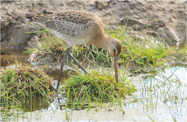 UFERSCHNEPFE, BLACK-TAILED GODWIT, LIMOSA LIMOSA