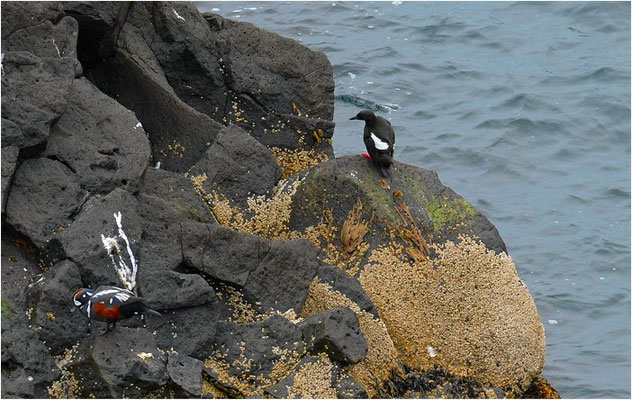 KRAGENENTE, HARLEQUIN DUCK, HISTRIONICUS HISTRIONICUS