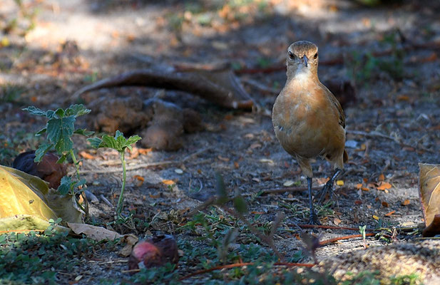 ROSTTÖPFER, RUFOUS HORNERO, FURNARIUS RUFUS