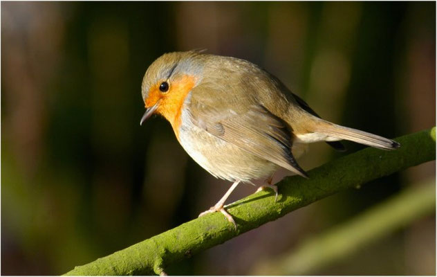 ROTKEHLCHEN, ROBIN, ERITHACUS RUBECULA