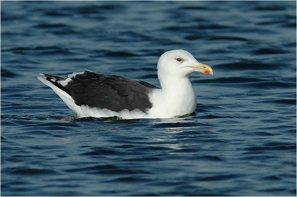 MANTELMÖWE, GREAT BLACK-BACKED GULL, LARUS MARINUS