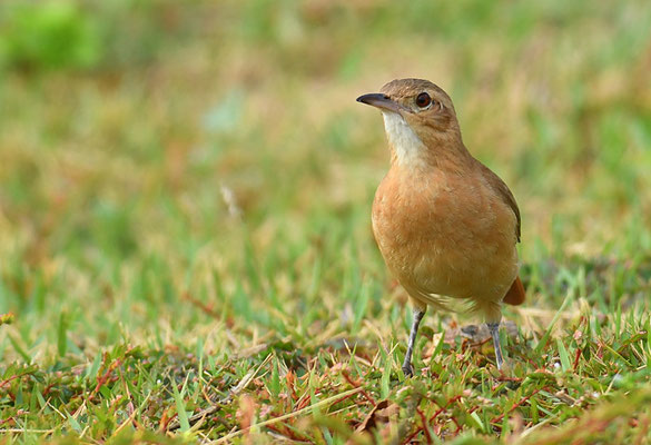 ROSTTÖPFER, RUFOUS HORNERO, FURNARIUS RUFUS
