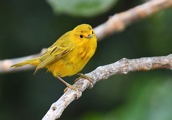 GOLDWALDSÄNGER, YELLOW WARBLER, DENDROICA PETECHIS RUFOPILEATA