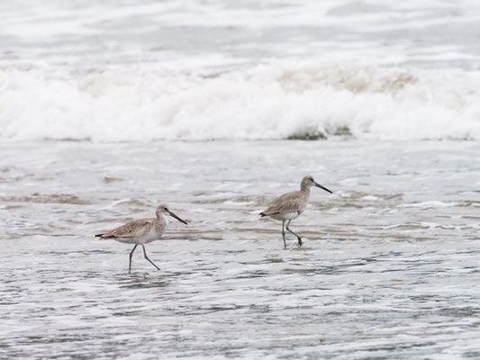 Schlammtreter, Willet - Tringa semipalmata