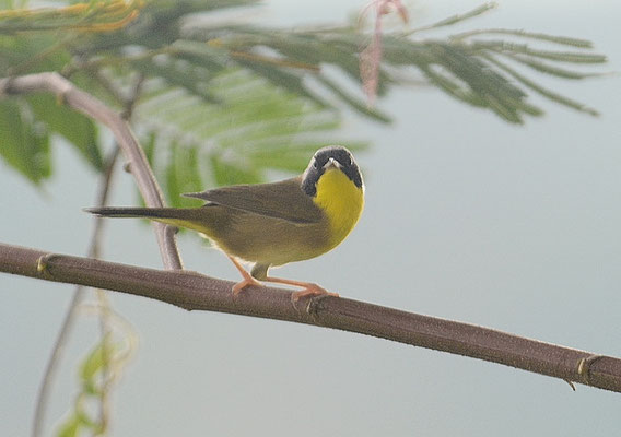 WEIDENGELBKEHLCHEN, COMMON YELLOWTHROAT, GEOTHLYPIS TRICHAS