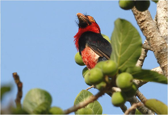 SENEGALFURCHENSCHNABEL, BEARDED BARBET, LYBIUS DUBIUS