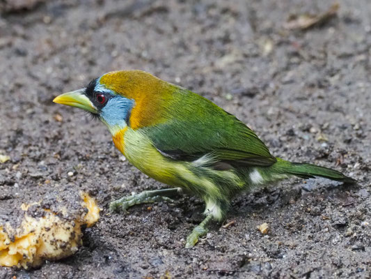 ANDENBARTVOGEL, RED-HEADED BARBET -  EUBUCCO BOURCIERII