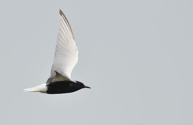 WEISSFLÜGELSEESCHWALBE, WHITE-WINGED TERN, CHLIDONIAS LEUCOPTERUS