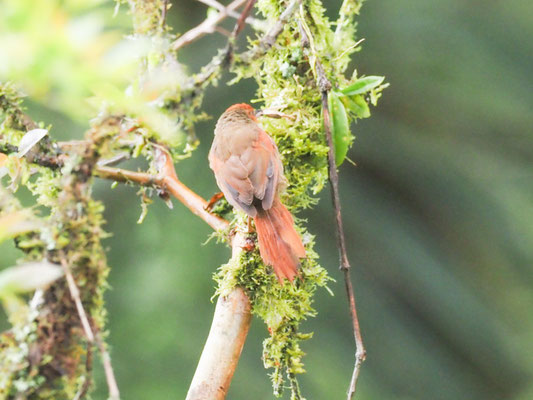Rotgesichts-Baumschlüpfer, Red-faced Spinetail - Cranioleuca erythrops