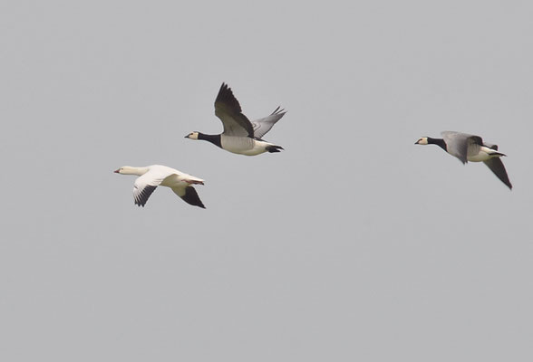 SCHNEEGANS, SNOW GOOSE, ANSER CAERULESCENS